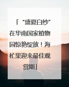 “盛夏白纱”在华南国家植物园惊艳绽放！海杧果迎来最佳观赏期