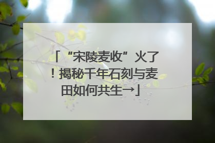 “宋陵麦收”火了！揭秘千年石刻与麦田如何共生→