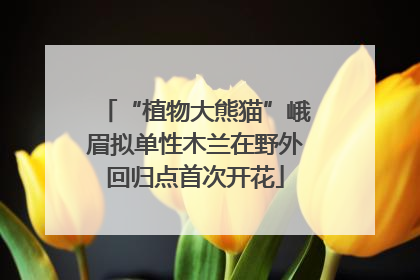 “植物大熊猫”峨眉拟单性木兰在野外回归点首次开花
