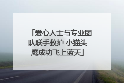 爱心人士与专业团队联手救护 小猫头鹰成功飞上蓝天