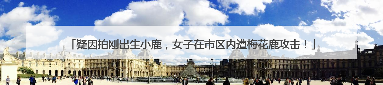 疑因拍刚出生小鹿，女子在市区内遭梅花鹿攻击！