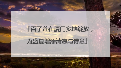 百子莲在厦门多地绽放，为盛夏增添清凉与诗意