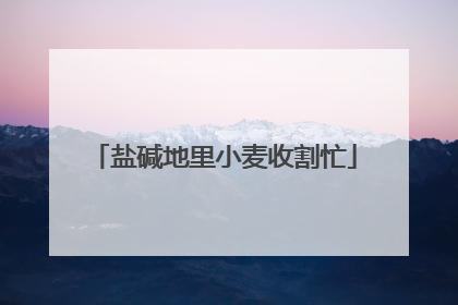 盐碱地里小麦收割忙