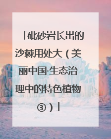 砒砂岩长出的沙棘用处大（美丽中国·生态治理中的特色植物③）