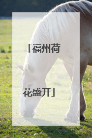 福州荷花盛开