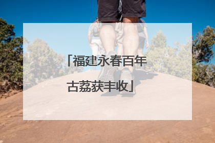 福建永春百年古荔获丰收