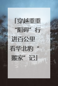 穿越重重“阻碍”行进百公里 看华北豹“搬家”记