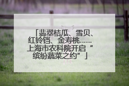 翡翠桔瓜、雪贝、红铃铛、金寿桃……上海市农科院开启“缤纷蔬菜之约”