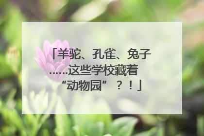 羊驼、孔雀、兔子……这些学校藏着 “动物园”？！