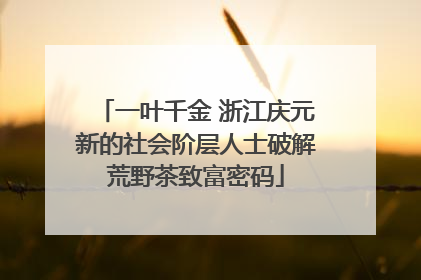 一叶千金 浙江庆元新的社会阶层人士破解荒野茶致富密码