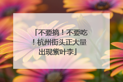 不要摘！不要吃！杭州街头正大量出现紫叶李