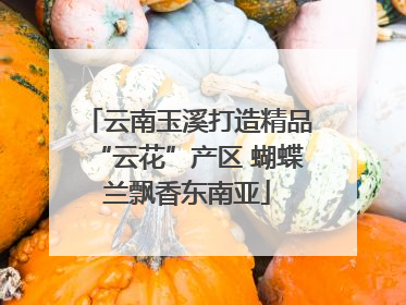 云南玉溪打造精品“云花”产区 蝴蝶兰飘香东南亚