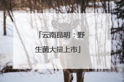云南昆明：野生菌大量上市
