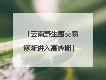 云南野生菌交易逐渐进入高峰期