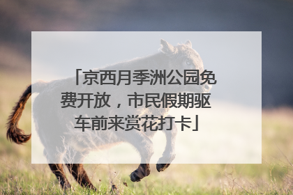 京西月季洲公园免费开放，市民假期驱车前来赏花打卡