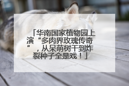 华南国家植物园上演“多肉界玫瑰传奇”，从呆萌树干到炸裂种子全是戏！