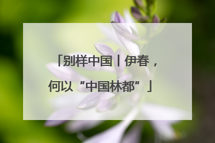别样中国丨伊春，何以“中国林都”