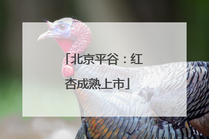 北京平谷：红杏成熟上市