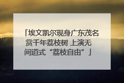 埃文凯尔现身广东茂名 赏千年荔枝树 上演无间道式“荔枝自由”
