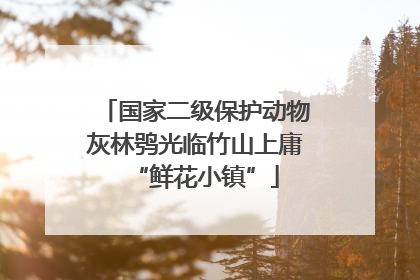 国家二级保护动物灰林鸮光临竹山上庸“鲜花小镇”