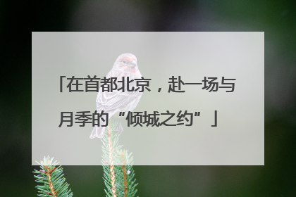 在首都北京，赴一场与月季的“倾城之约”