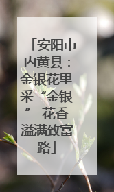 安阳市内黄县：金银花里采“金银” 花香溢满致富路