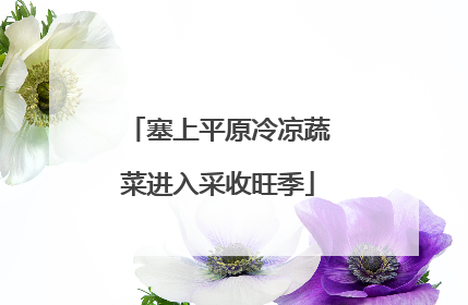 塞上平原冷凉蔬菜进入采收旺季