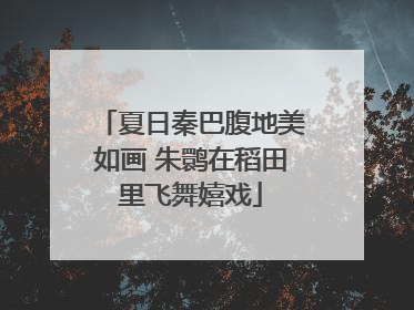 夏日秦巴腹地美如画 朱鹮在稻田里飞舞嬉戏