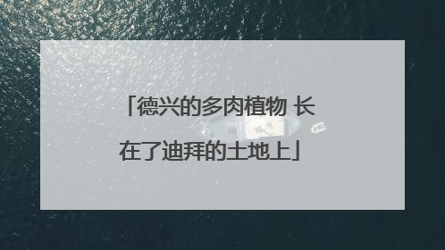 德兴的多肉植物 长在了迪拜的土地上