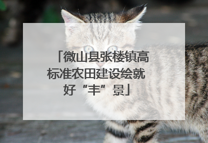 微山县张楼镇高标准农田建设绘就好“丰”景