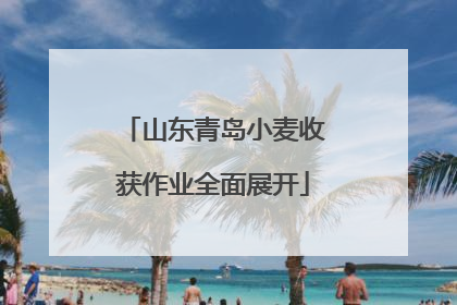 山东青岛小麦收获作业全面展开