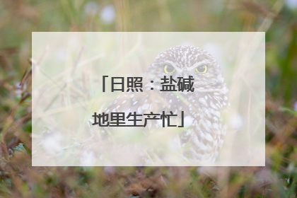 日照：盐碱地里生产忙