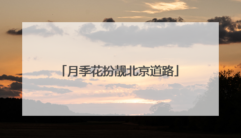 月季花扮靓北京道路