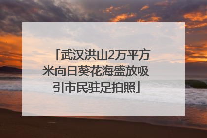 武汉洪山2万平方米向日葵花海盛放吸引市民驻足拍照