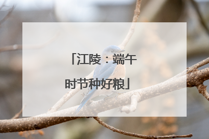 江陵：端午时节种好粮
