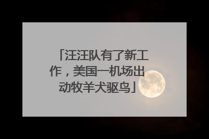 汪汪队有了新工作，美国一机场出动牧羊犬驱鸟