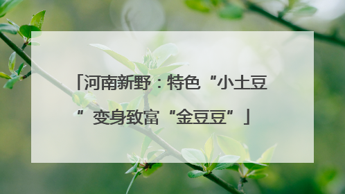河南新野：特色“小土豆”变身致富“金豆豆”