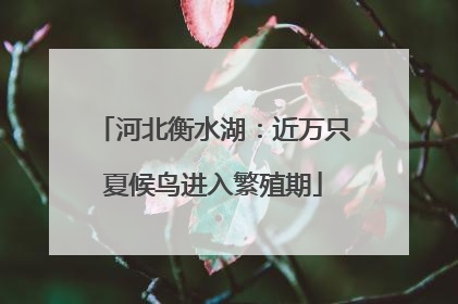 河北衡水湖：近万只夏候鸟进入繁殖期