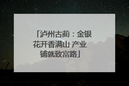 泸州古蔺：金银花开香满山 产业铺就致富路