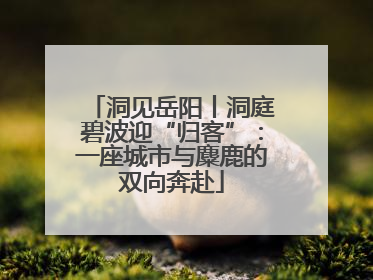 洞见岳阳丨洞庭碧波迎“归客”：一座城市与麋鹿的双向奔赴