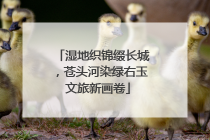 湿地织锦缀长城，苍头河染绿右玉文旅新画卷