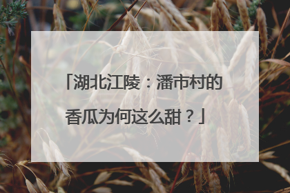 湖北江陵：潘市村的香瓜为何这么甜？