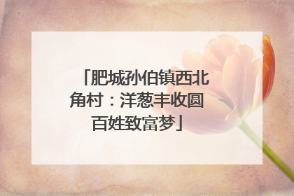肥城孙伯镇西北角村：洋葱丰收圆百姓致富梦