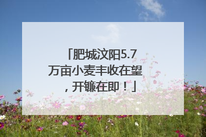 肥城汶阳5.7万亩小麦丰收在望，开镰在即！