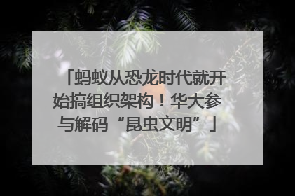 蚂蚁从恐龙时代就开始搞组织架构！华大参与解码“昆虫文明”
