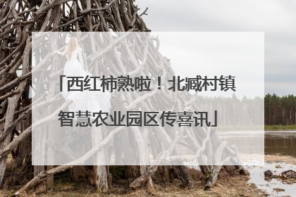 西红柿熟啦！北臧村镇智慧农业园区传喜讯