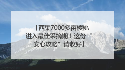 西集7000多亩樱桃进入最佳采摘期！这份“安心攻略”请收好
