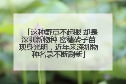 这种野草不起眼 却是深圳新物种 密穗砖子苗现身光明，近年来深圳物种名录不断刷新