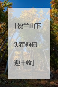 贺兰山下 头茬枸杞迎丰收