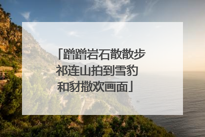 蹭蹭岩石散散步 祁连山拍到雪豹和豺撒欢画面
